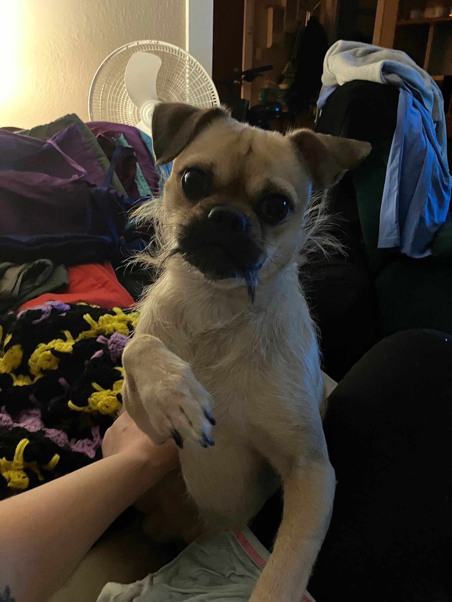 Vinny joined the competition — help win amazing prizes! dog, small_dog, paw, indoor, blanket, fan, clothing, furniture, scruffy, curious_eyes, pet, animal, hand, person, cozy, living_room, raised_paw, close_up, cute, looking_at_camera