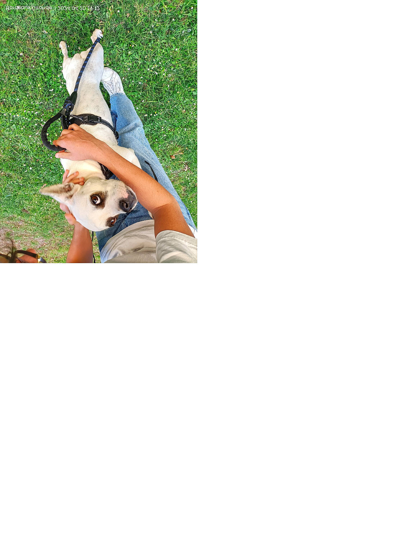 Tina a rejoint le concours — aidez-le/la à gagner de superbes lots ! accessories, animal, canine, clothing, dog, face, grass, head, husky, lawn, leash, outdoors, pants, person, pet, photography, plant, portrait, puppy, strap