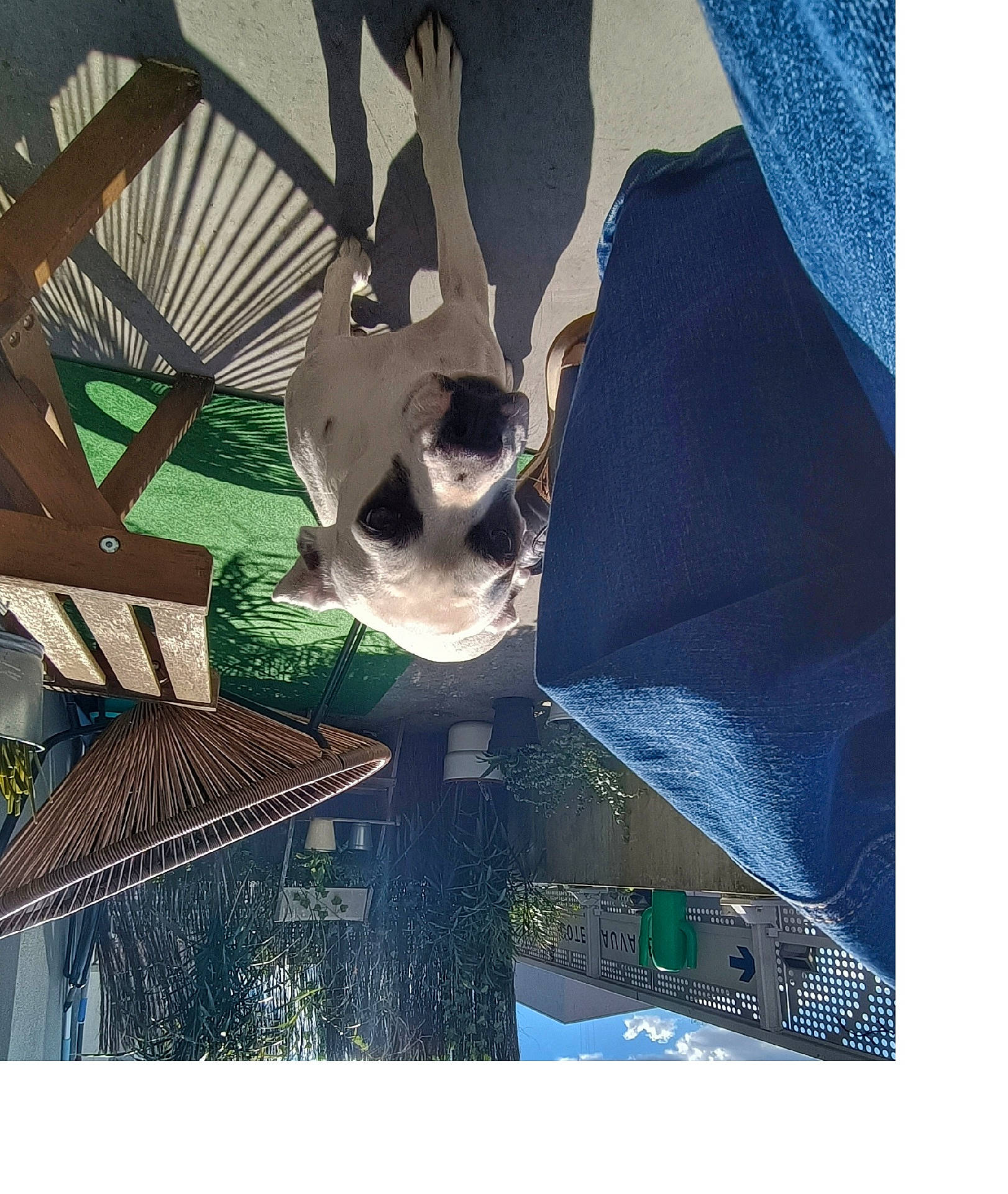 Tina participe au concours pour gagner de l'argent avec cette photo : animal, architecture, building, bulldog, canine, clothing, dog, furniture, house, housing, indoors, interiordesign, jeans, outdoors, pants, patio, pet, porch, puppy, shelter