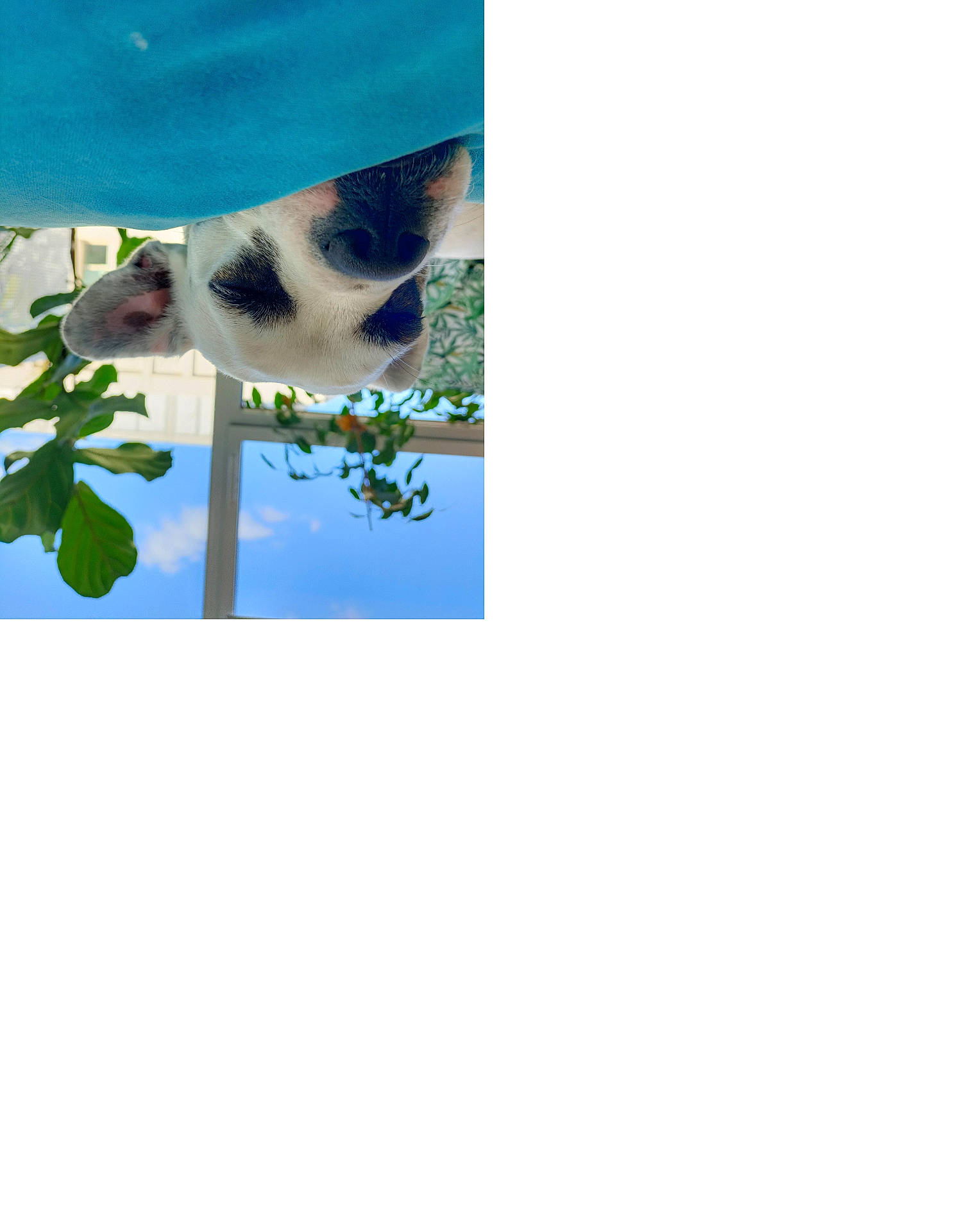 Tina participe au concours pour gagner de l'argent avec cette photo : animal, canine, cat, dog, face, flower, head, herbal, herbs, kitten, leaf, outdoors, person, pet, photography, plant, portrait, pottedplant, puppy, tree