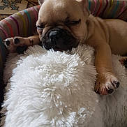Princesse participe au concours pour gagner de l'argent avec cette photo : bulldog, canidae, carnivore, companion_dog, dog, dog_breed, fawn, french_bulldog, mammal, nap, non_sporting_group, nose, puppy, puppy_love, skin, snout, toy_bulldog, toy_dog, vertebrate