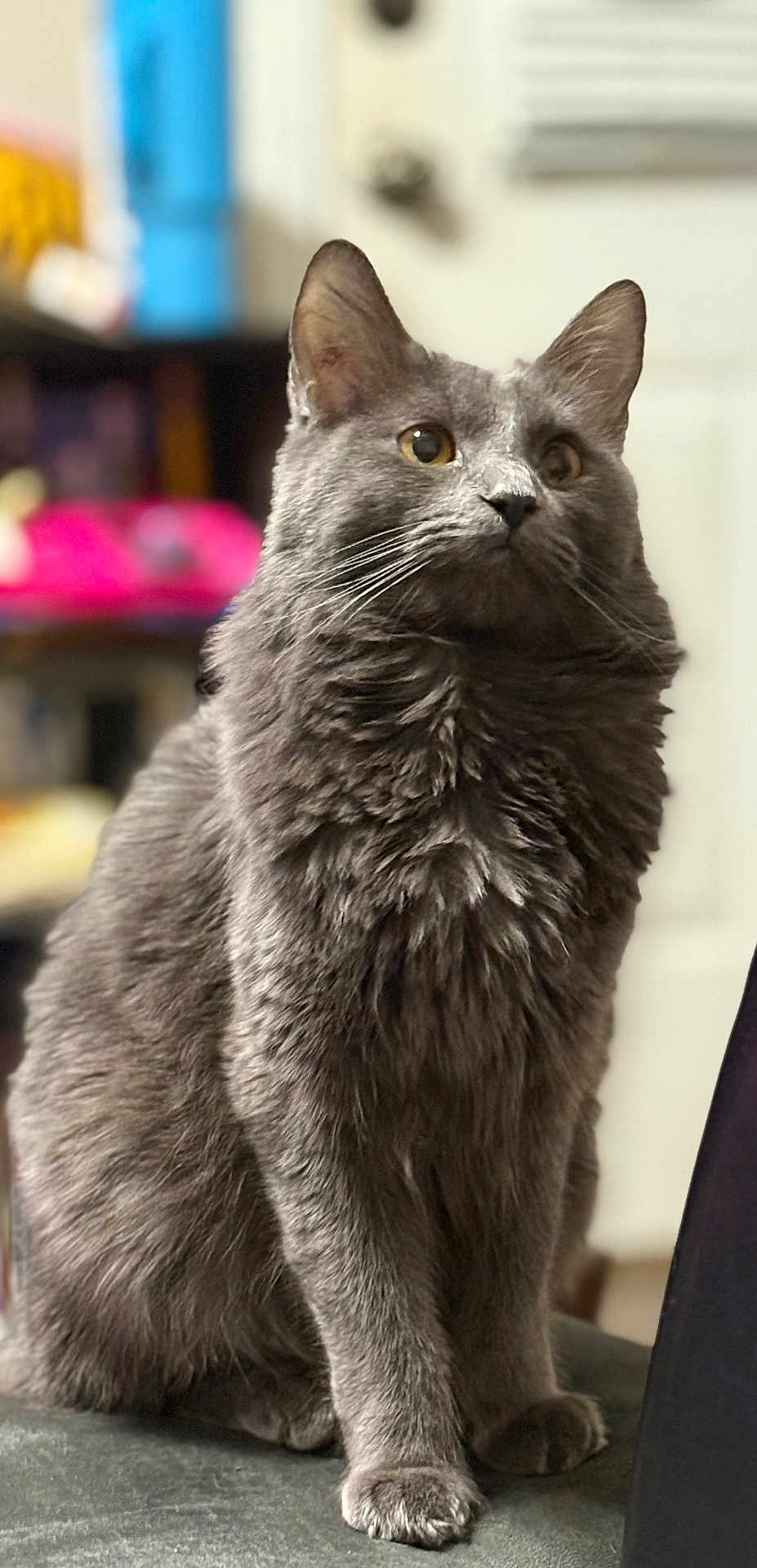 Hope is registered to the contest to win money with this photo: cat, gray_cat, feline, pet, indoor, fluffy, fur, whiskers, ears, sitting, curious, portrait, animal, domestic_animal, soft_light, close_up, furniture, cozy, focused, alert