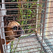Nikita a rejoint le concours — aidez-le/la à gagner de superbes lots ! dog, french_bulldog, cage, bamboo, window, indoor, pet, animal, face, ears, snout, bars, light, plants, curious, looking, closeup, expression, brown, furniture