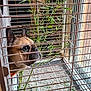 dog, french_bulldog, cage, bamboo, window, indoor, pet, animal, face, ears, snout, bars, light, plants, curious, looking, closeup, expression, brown, furniture