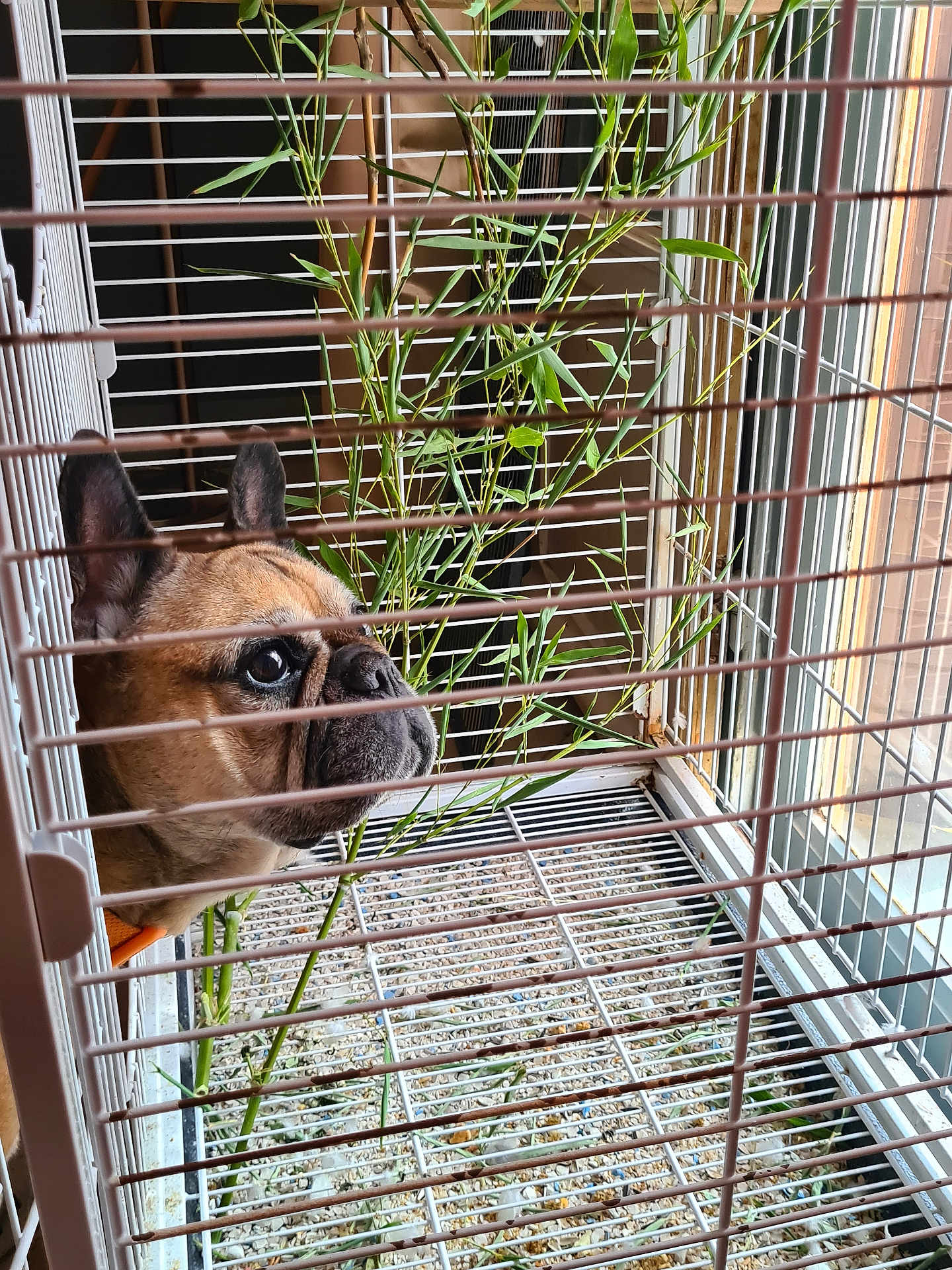 Nikita a rejoint le concours — aidez-le/la à gagner de superbes lots ! dog, french_bulldog, cage, bamboo, window, indoor, pet, animal, face, ears, snout, bars, light, plants, curious, looking, closeup, expression, brown, furniture