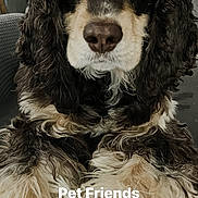 Odie is registered to the contest to win money with this photo: dog, spaniel, pet, animal, fluffy, long_hair, black_and_tan, portrait, sitting, front_view, close_up, face, eyes, nose, paws, indoors, chair, home, fur, text_overlay