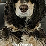 dog, spaniel, pet, animal, fluffy, long_hair, black_and_tan, portrait, sitting, front_view, close_up, face, eyes, nose, paws, indoors, chair, home, fur, text_overlay