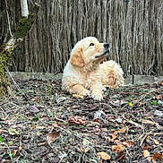 Atlas a rejoint le concours — aidez-le/la à gagner de superbes lots ! dog, puppy, golden_retriever, outdoor, nature, leaves, twigs, tree, moss, fence, brown, fur, animal, pet, laying_down, grass, ground, canine, young, curious