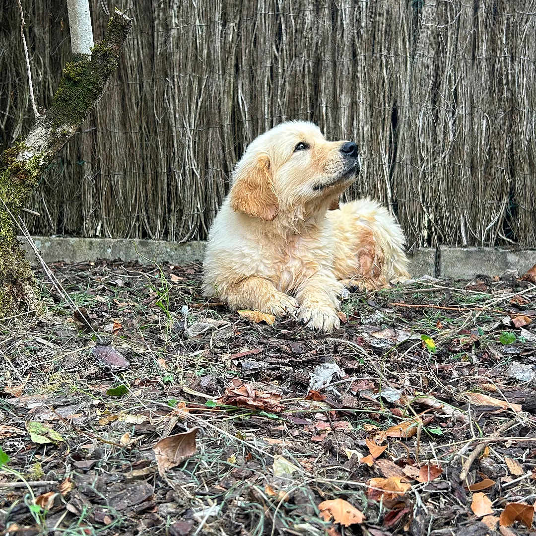 Atlas a rejoint le concours — aidez-le/la à gagner de superbes lots ! animal, brown, canine, curious, dog, fence, fur, golden_retriever, grass, ground, laying_down, leaves, moss, nature, outdoor, pet, puppy, tree, twigs, young