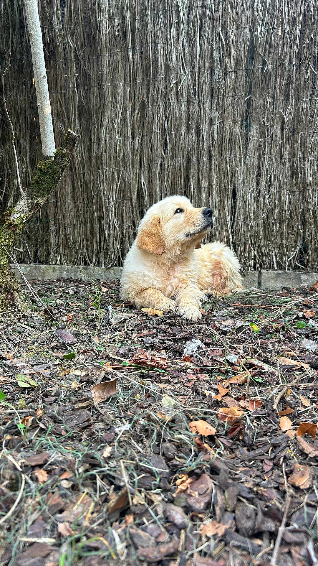 Atlas a rejoint le concours — aidez-le/la à gagner de superbes lots ! dog, puppy, golden_retriever, outdoor, nature, leaves, twigs, tree, moss, fence, brown, fur, animal, pet, laying_down, grass, ground, canine, young, curious