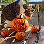 Maxou participe au concours pour gagner de l'argent avec cette photo : autumn, balcony, blue_sky, cat, curious_cat, daylight, fall, holiday, jack_o_lantern, leafy_trees, metal_railing, nature, outdoor, pumpkin, seasonal, small_pumpkins, sunny, tabby_cat, tree, wooden_table
