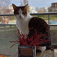 Maxou a rejoint le concours — aidez-le/la à gagner de superbes lots ! animal, blurred_background, cat, closeup, daylight, domestic_cat, fence, fur, garden, nature, outdoor, pet, planter, quiet, red_plant, relaxing, scenery, sitting, white_and_brown, wooden_bench