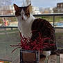 animal, blurred_background, cat, closeup, daylight, domestic_cat, fence, fur, garden, nature, outdoor, pet, planter, quiet, red_plant, relaxing, scenery, sitting, white_and_brown, wooden_bench