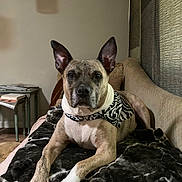 Dean Charrette joined the competition — help win amazing prizes! animal, bandana, blanket, blinds, couch, dog, ears, face, floor, fur, home, indoor, papers, paws, pet, portrait, relaxed, shadow, table, window