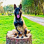 Orca a rejoint le concours — aidez-le/la à gagner de superbes lots ! dog, belgian_malinois, tree_stump, park, greenery, grass, outdoor, playground, trees, path, canine, pet, animal, tongue_out, sitting, nature, daylight, happy, ears_up, collar
