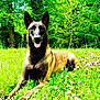 dog, belgian_malinois, grass, flowers, clover, greenery, trees, outdoor, nature, sunlight, animal, pet, canine, tongue_out, happy, lying_down, meadow, summer, bright, forest