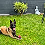 Orca participe au concours pour gagner de l'argent avec cette photo : dog, belgian_malinois, grass, toy, backyard, garden, buddha_statue, plant, fence, black_fence, greenery, outdoor, pet, animal, playful, tongue_out, relaxed, chair, nature, summer