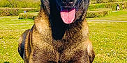 Orca participe au concours pour gagner de l'argent avec cette photo : dog, belgian_malinois, grass, outdoor, sunny, blue_sky, tongue_out, ears_up, pet, animal, nature, park, canine, muzzle, fur, daylight, relaxed, summer, field, watchful