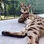 Simba participe au concours pour gagner de l'argent avec cette photo : cat, bengal_cat, pet, outdoor, relaxed, close_up, spots, paw, tail, fur, greenery, fence, collar, portrait, table, sunlight, blue_eyes, whiskers, laying, looking_at_camera