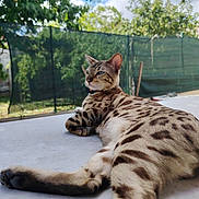 Simba participe au concours pour gagner de l'argent avec cette photo : cat, bengal_cat, pet, animal, feline, spots, close_up, outdoor, backyard, greenery, fence, relaxed, lying_down, paw, whiskers, ears, sky, clouds, sunlight, table_surface