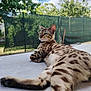 cat, bengal_cat, pet, animal, feline, spots, close_up, outdoor, backyard, greenery, fence, relaxed, lying_down, paw, whiskers, ears, sky, clouds, sunlight, table_surface