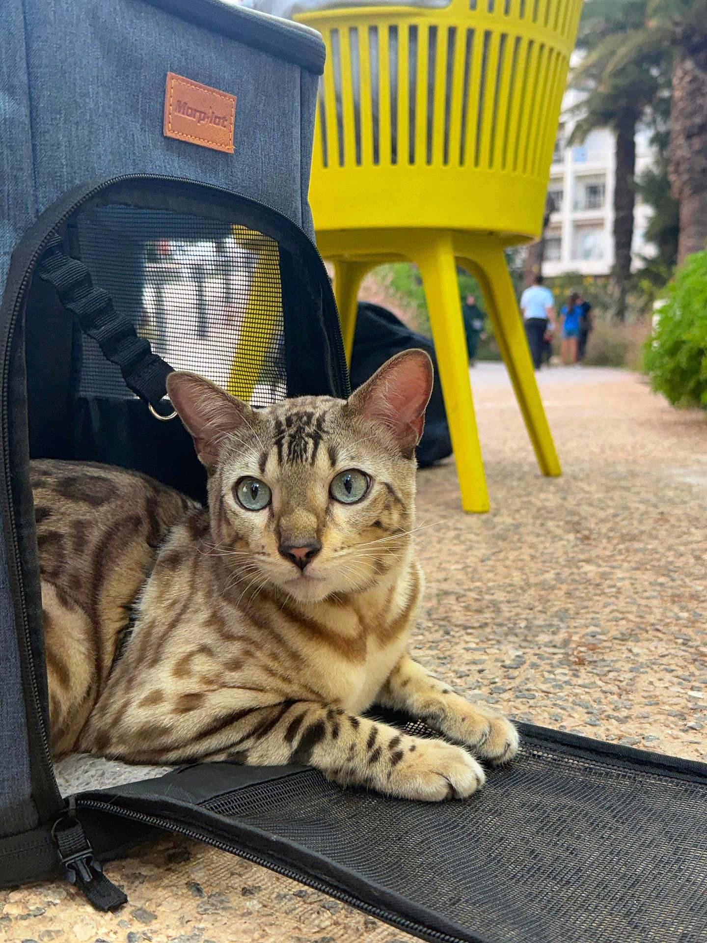 Simba participe au concours pour gagner de l'argent avec cette photo : cat, bengal_cat, pet, carrier, backpack, yellow_chair, outdoor, pavement, whiskers, green_eyes, striped_fur, portrait, mesh_panel, people_in_background, sidewalk, plant, palmtree, urban, curiosity, relaxing