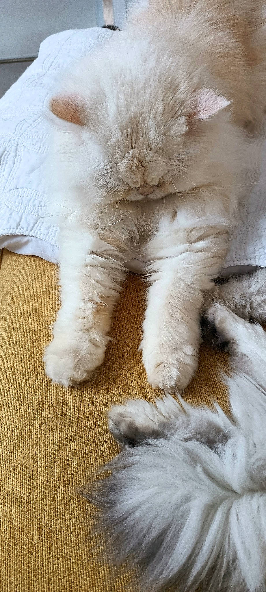 Newton participe au concours pour gagner de l'argent avec cette photo : carnivore, cat, claw, comfort, fawn, felidae, fur, paw, small_to_medium_sized_cats, snout, tail, terrestrial_animal, whiskers