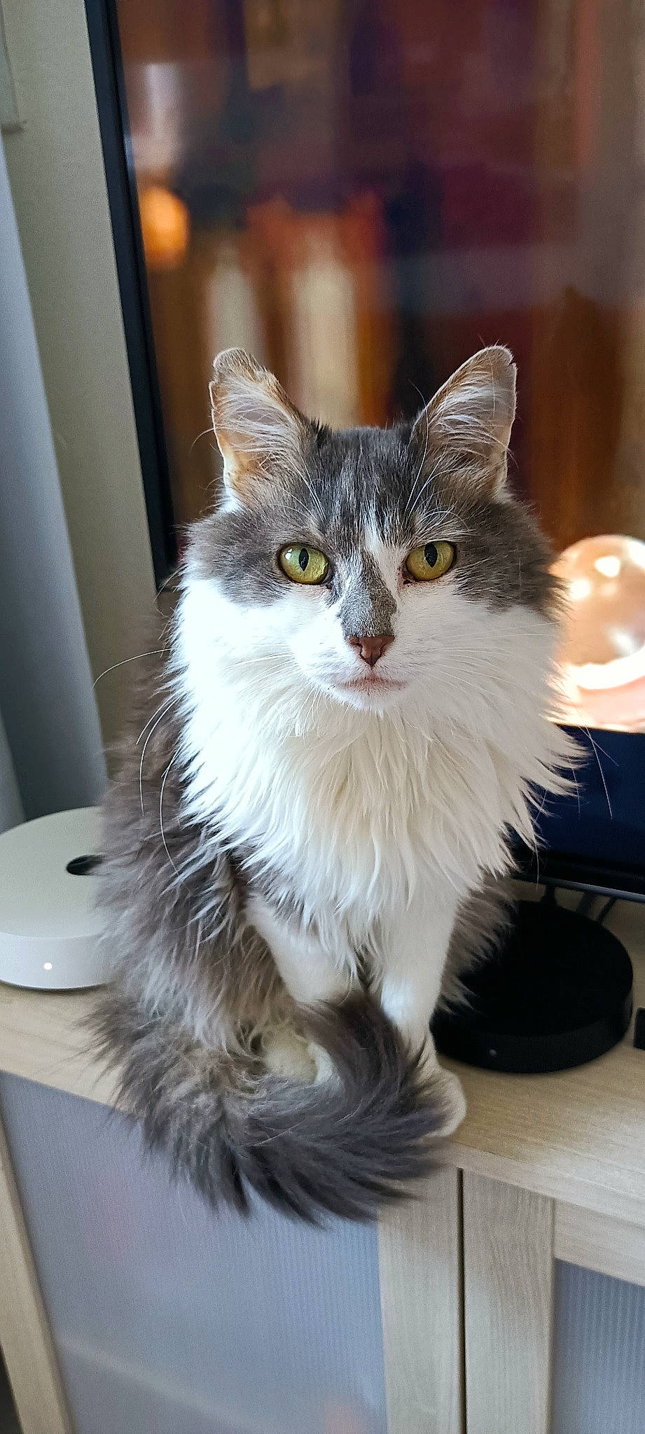 Chatouille participe au concours pour gagner de l'argent avec cette photo : box, british_longhair, carnivore, cat, claw, domestic_short_haired_cat, felidae, fur, maine_coon, paw, sitting, small_to_medium_sized_cats, snout, table, tableware, tail, terrestrial_animal, whiskers, window