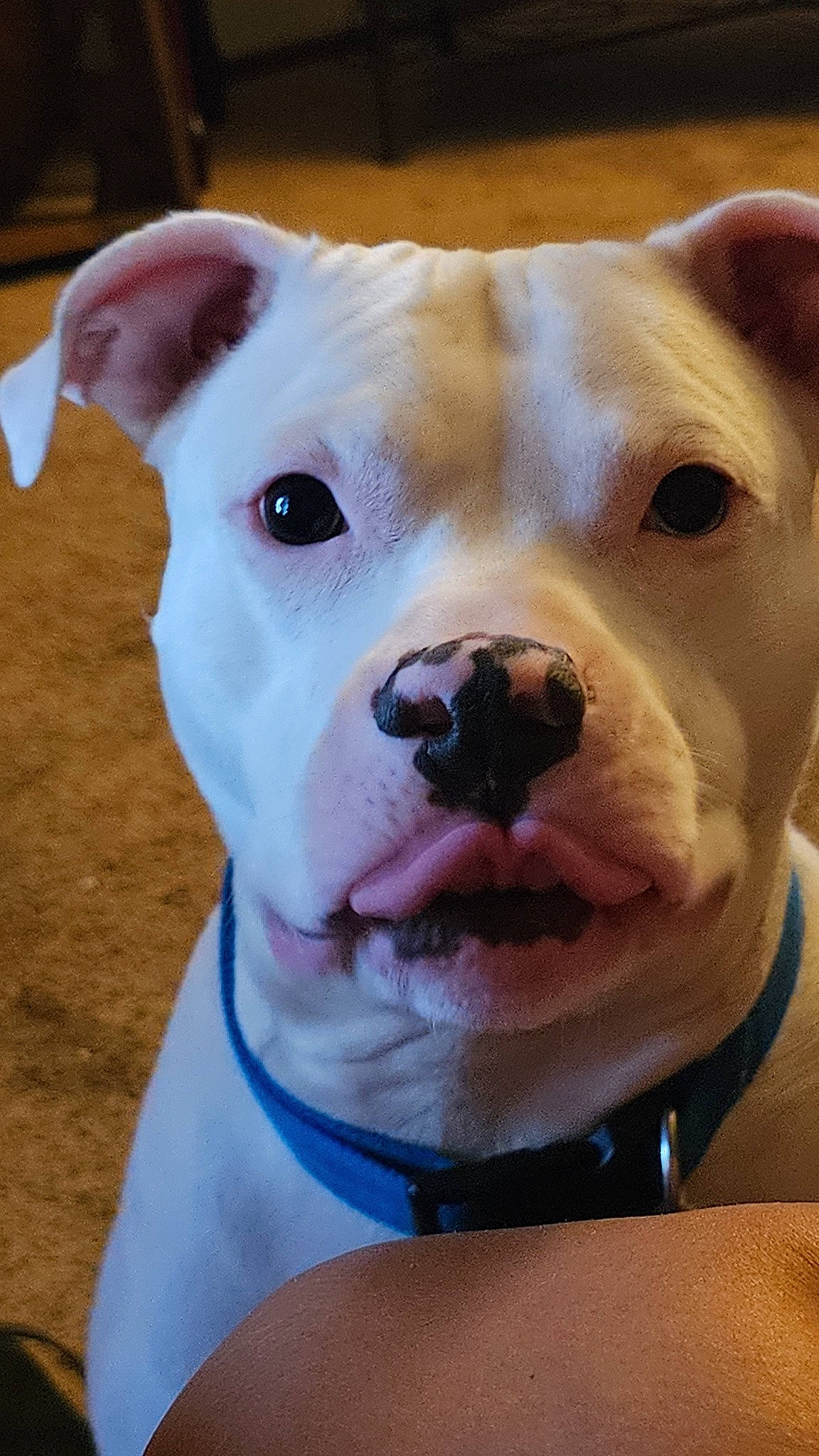 Blaze joined the competition — help win amazing prizes! canidae, carnivore, collar, companion_dog, dog, dog_breed, dog_collar, ear, eye, fawn, head, jaw, molosser, nose, snout, sporting_group, terrestrial_animal, whiskers, working_animal, wrinkle