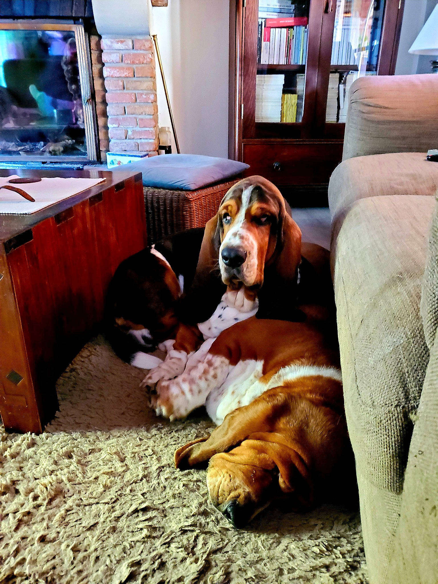 Robert participe au concours pour gagner de l'argent avec cette photo : basset_hound, carnivore, comfort, companion_dog, dog, dog_breed, fawn, floor, flooring, hardwood, hound, interior_design, lamp, liver, living_room, picture_frame, scent_hound, television, wood, working_animal