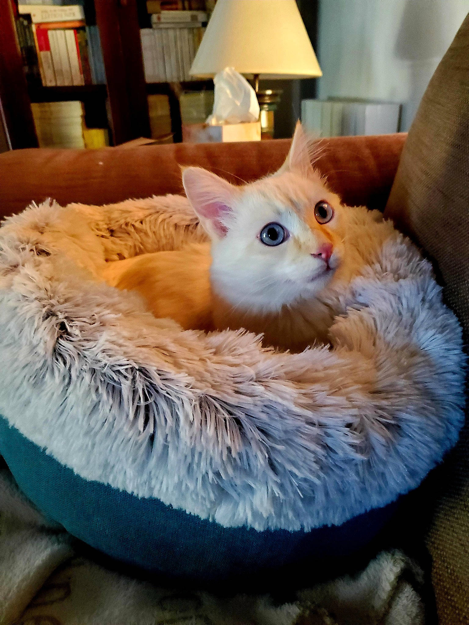 Plumeau participe au concours pour gagner de l'argent avec cette photo : bed, carnivore, cat, cat_bed, cat_furniture, cat_supply, chair, comfort, couch, domestic_short_haired_cat, fawn, felidae, fur, furniture, lamp, small_to_medium_sized_cats, tail, whiskers, window, wood