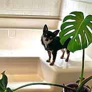 Johnny Cash joined the competition — help win amazing prizes! animal, bathroom, bathtub, canine, chihuahua, curious, cute, dog, fur, green, indoor, leaf, monstera, pet, plant, pot, small_dog, standing, tile_wall, white