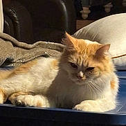 Sukuna King is registered to the contest to win money with this photo: animal, blanket, cat, cozy, cute, ears, fluffy, fur, furniture, home, indoors, orange_cat, pet, pillow, relaxing, resting, sunlight, table, whiskers, white_cat