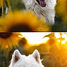animal, bright, closeup, dog, flower_field, fluffy, golden_hour, greenery, happy, nature, outdoor, pet, portrait, samoyed, summer, sunflower, sunlight, tongue_out, white_dog, yellow