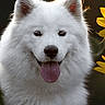 Aura participe au concours pour gagner de l'argent avec cette photo : animal, blurred_background, canine, close_up, dog, flower_petals, fluffy, greenery, happy, nature, outdoor, pet, portrait, smiling, soft_light, summer, sunlight, tongue_out, white_dog, yellow_flowers