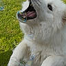 Aura a rejoint le concours — aidez-le/la à gagner de superbes lots ! dog, white_dog, pet, grass, outdoor, bubbles, bubble_blower, playful, joyful, animal, fur, mouth_open, jumping, cute, happy, nature, summer, toy, closeup, fun