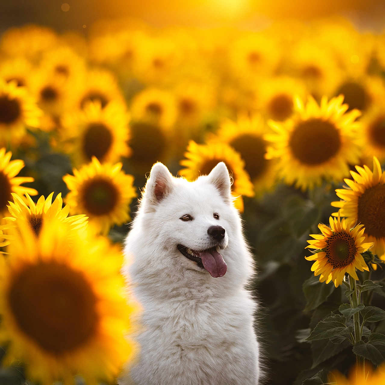 Aura a rejoint le concours — aidez-le/la à gagner de superbes lots ! dog, white_dog, samoyed, sunflower, flower_field, sunset, outdoor, nature, animal, pet, happy, tongue_out, fluffy, summer, bright, yellow, greenery, sunlight, portrait, photography