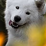 Aura a rejoint le concours — aidez-le/la à gagner de superbes lots ! animal, bright, canine, closeup, dog, flowers, fluffy, greenery, happy, head_tilt, nature, outdoor, playful, portrait, samoyed, soft_focus, summer, sunflowers, sunlight, white_dog