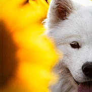 Aura a rejoint le concours — aidez-le/la à gagner de superbes lots ! dog, white_dog, fluffy, sunflower, flower, nature, outdoor, close_up, pet, tongue, playful, summer, bright, yellow, animal, cute, portrait, soft_light, happy, canine