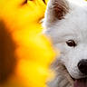 dog, white_dog, fluffy, sunflower, flower, nature, outdoor, close_up, pet, tongue, playful, summer, bright, yellow, animal, cute, portrait, soft_light, happy, canine