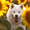 animal, bright, canine, cute, dog, flora, flower_field, furry, garden, greenery, happy, nature, outdoor, pet, portrait, summer, sunflower, sunlight, tongue_out, white_dog