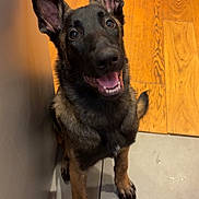 Saïko participe au concours pour gagner de l'argent avec cette photo : dog, puppy, german_shepherd, floor, tile, wood_floor, pet, indoor, animal, ears, happy, smiling, looking_up, canine, domestic_animal, young_dog, paw, tongue, black_fur, brown_fur