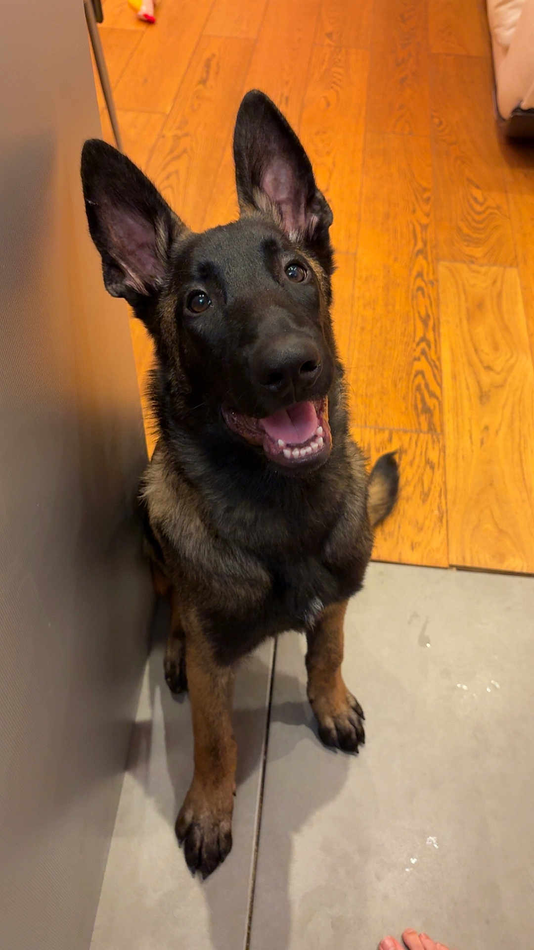 Saïko participe au concours pour gagner de l'argent avec cette photo : dog, puppy, german_shepherd, floor, tile, wood_floor, pet, indoor, animal, ears, happy, smiling, looking_up, canine, domestic_animal, young_dog, paw, tongue, black_fur, brown_fur