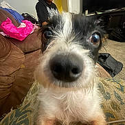 Domino joined the competition — help win amazing prizes! dog, close_up, nose, person, couch, living_room, television, carpet, furniture, indoor, casual, curious, black_and_white_dog, seated_person, clothing, home, face, expressionless, background, pet