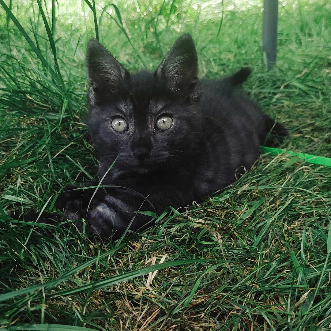 Tinka a rejoint le concours — aidez-le/la à gagner de superbes lots ! animal, background_object, black_cat, close_up, curious, daylight, eyes, feline, flora, grass, greenery, kitten, nature, outdoor, peaceful, pet, resting, shadows, summer, young_cat