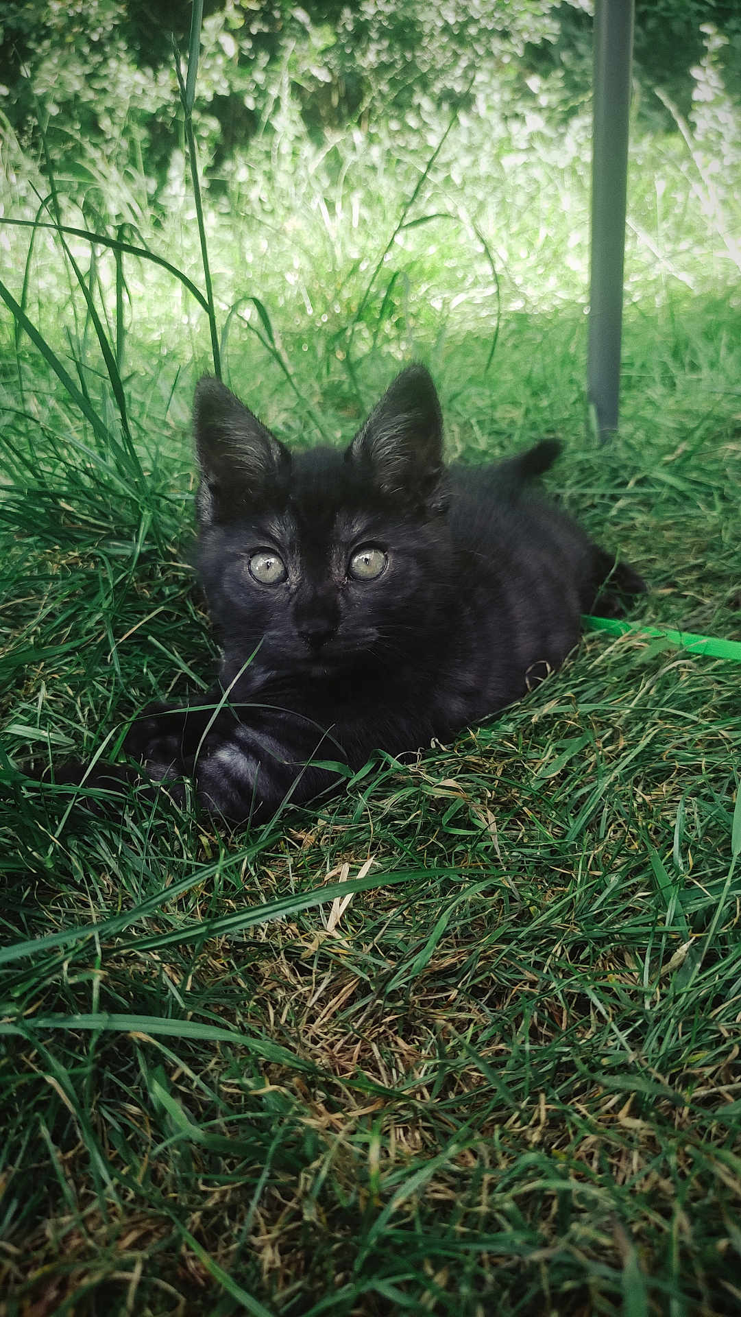 Tinka