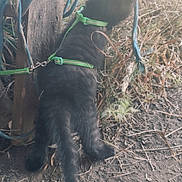 Tinka a rejoint le concours — aidez-le/la à gagner de superbes lots ! kitten, cat, black_cat, harness, outdoor, dirt, grass, wood, rope, pet, animal, feline, curious, young, nature, exploring, daylight, adventure, small, cute