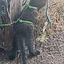 kitten, cat, black_cat, harness, outdoor, dirt, grass, wood, rope, pet, animal, feline, curious, young, nature, exploring, daylight, adventure, small, cute