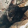 kitten, black_fur, pet, animal, close_up, cute, indoor, resting, blanket, patterned, cozy, soft_texture, young, whiskers, ears, sleepy, domestic_cat, feline, portrait, relaxed