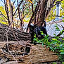 Bagheera joined the competition — help win amazing prizes! animal, background, black_cat, branches, cat, collar, curious, daylight, exploring, fallen_tree, green_leaves, nature, outdoor, pet, plants, shed, sky, tree_trunk, wildlife, wood